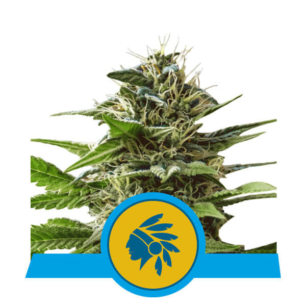 Tatanka Pure CBD - Royal Queen Seeds - 3 Samen
