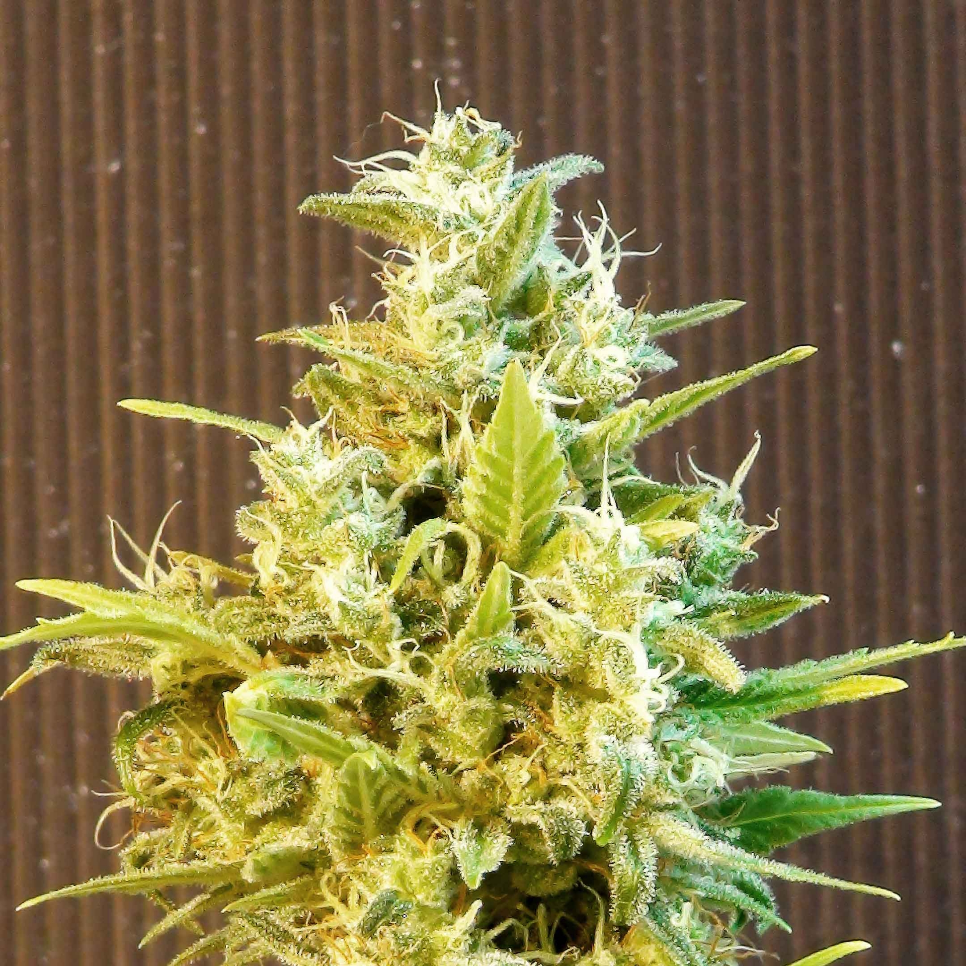 CBG Auto Feminised Seeds - Kannabia Seeds - 3 Samen