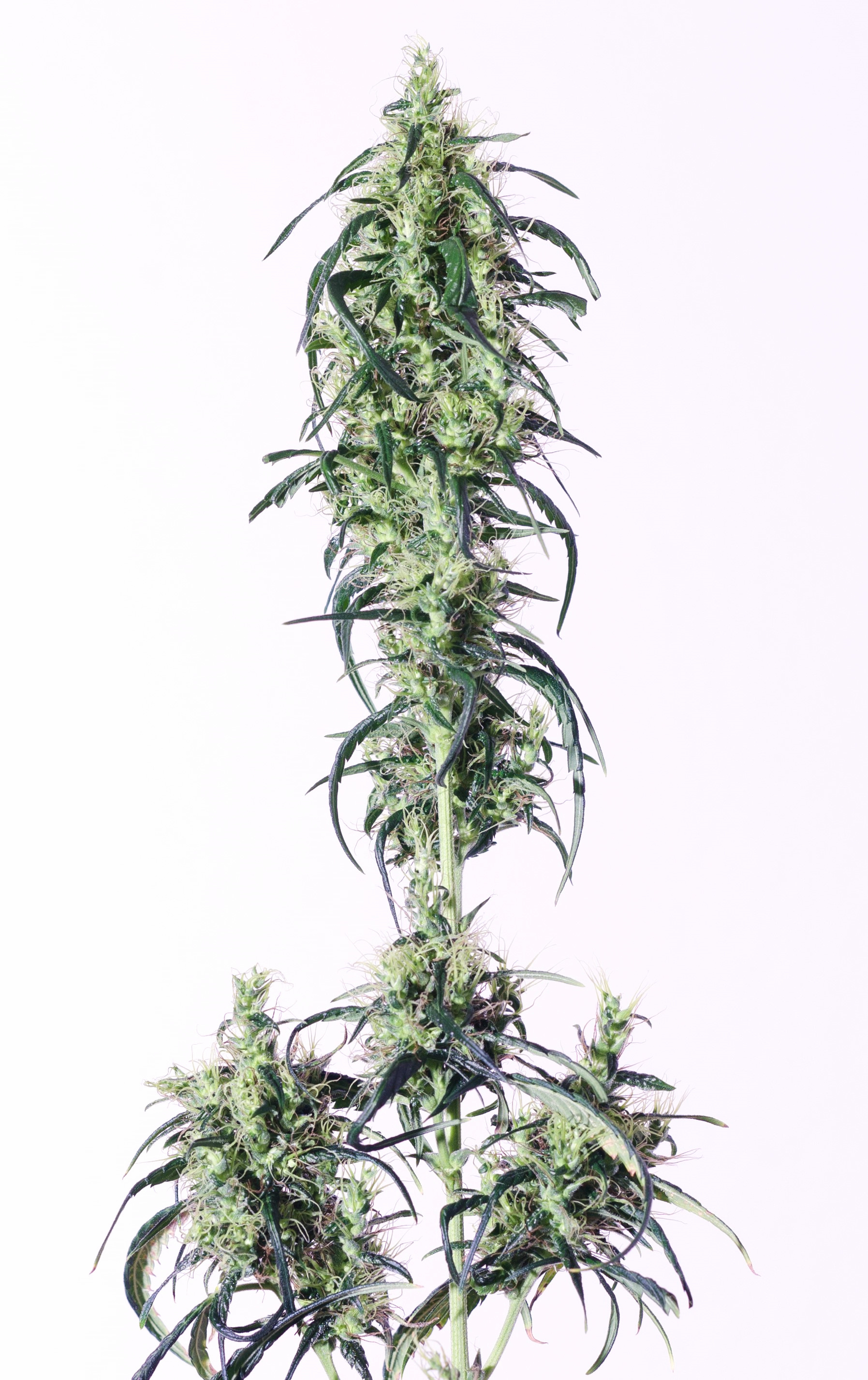 Russian Auto CBD - NativCanna Russian Auto CBD - NativCanna