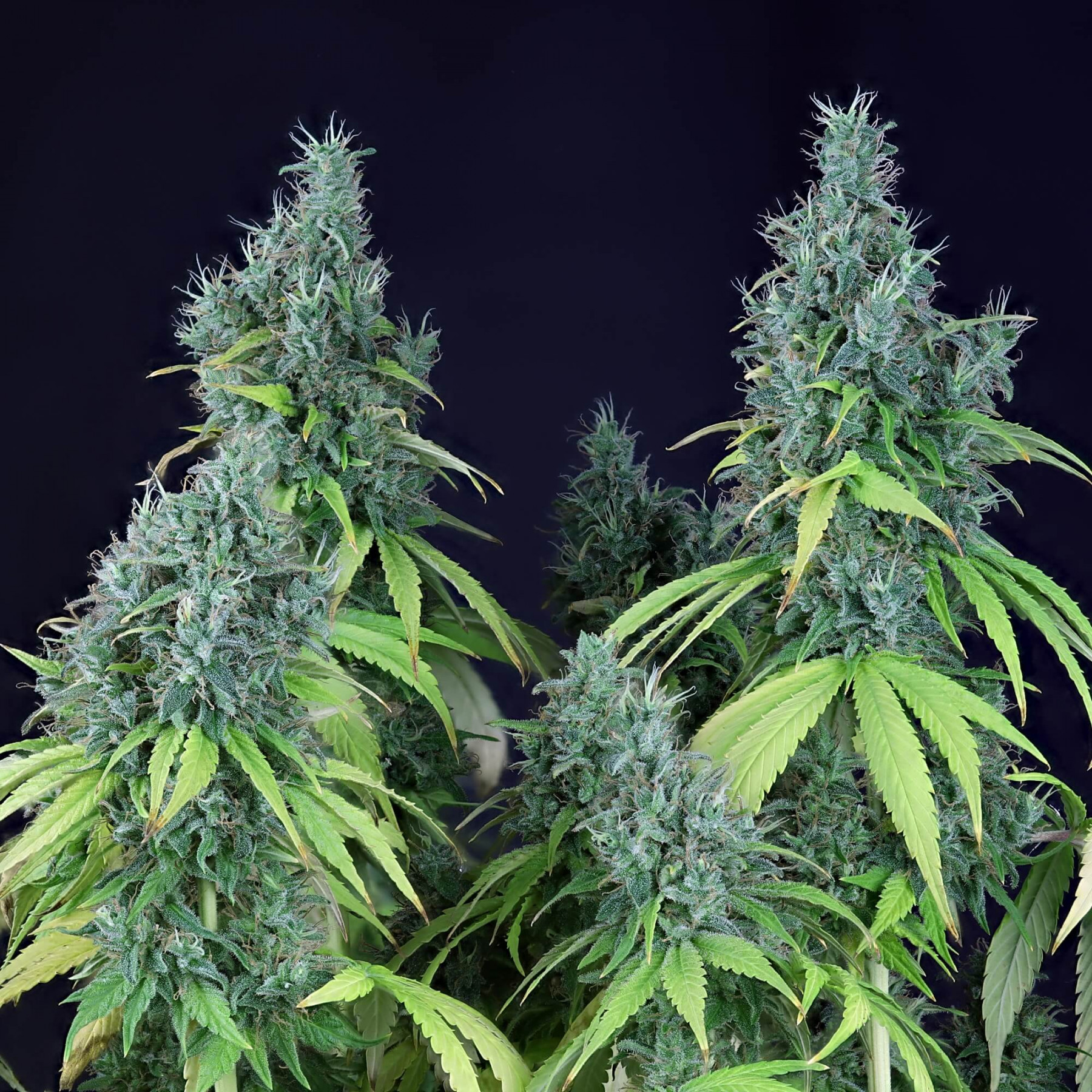 Doctor Seedsman CBD 30: 1 - Seedsman Doctor Seedsman CBD 30: 1 - Seedsman