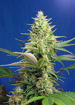 Sweet Pure CBD Auto - Sweet Seeds - 25 Samen Sweet Pure CBD Auto - Sweet Seeds - 25 Samen