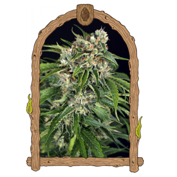 Sir Jack Pure CBD Auto - Exotic Seed - 3 Samen Sir Jack Pure CBD Auto - Exotic Seed - 3 Samen