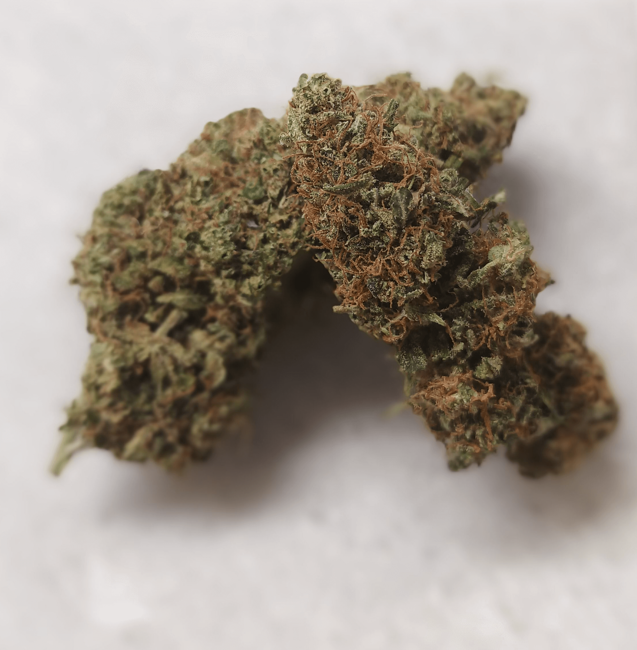 Power Plant, Indoor