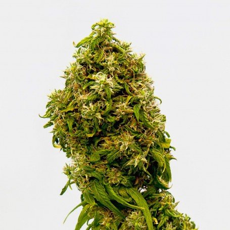 Swiss Dream CBD + 2 Freeseeds - Kannabia Seeds