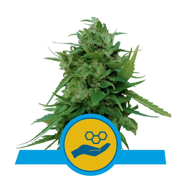 Solomatic CBD - Royal Queen Seeds - 5 Samen Solomatic CBD - Royal Queen Seeds - 5 Samen