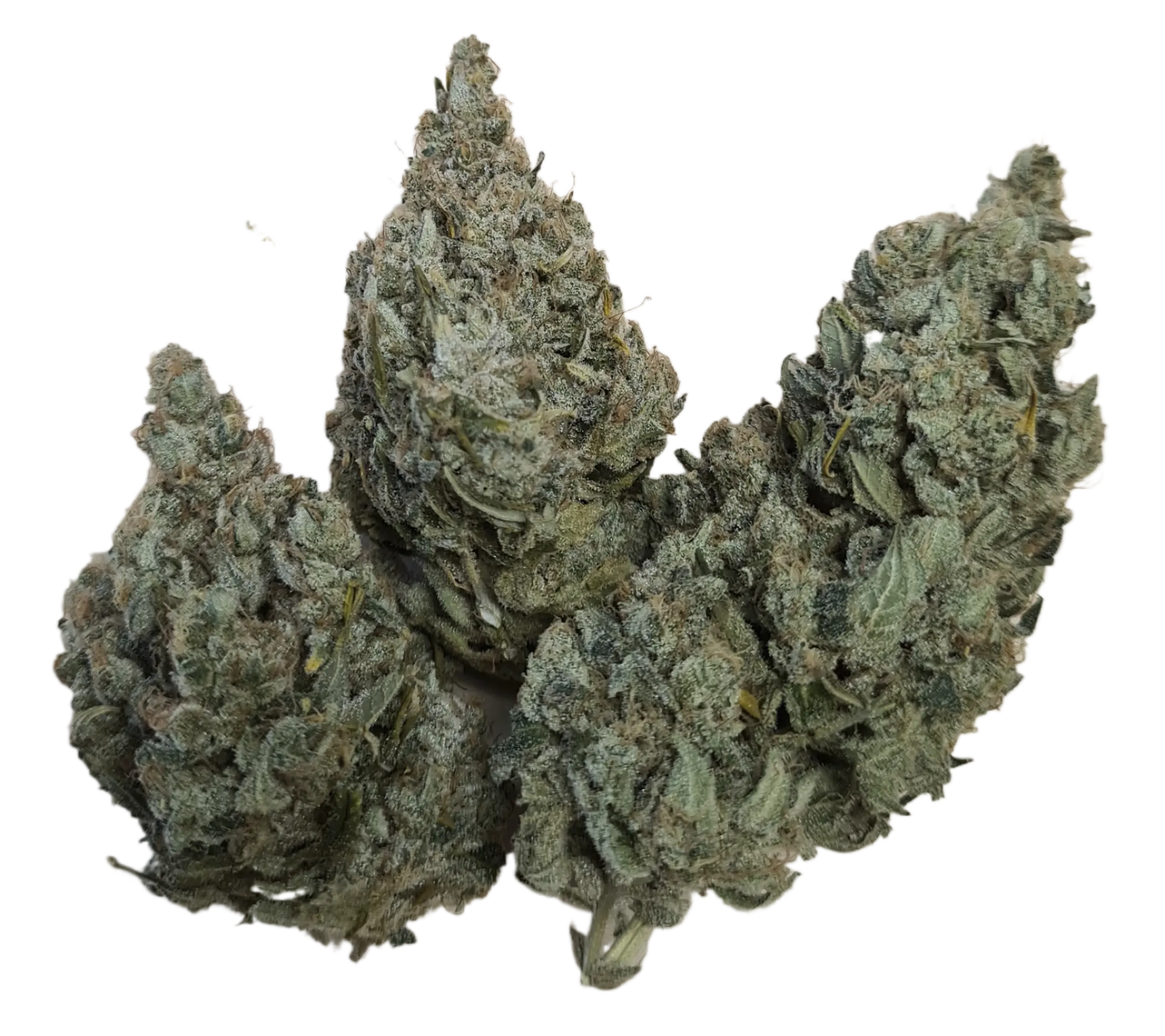 Holy White, Indoor Holy White, Indoor