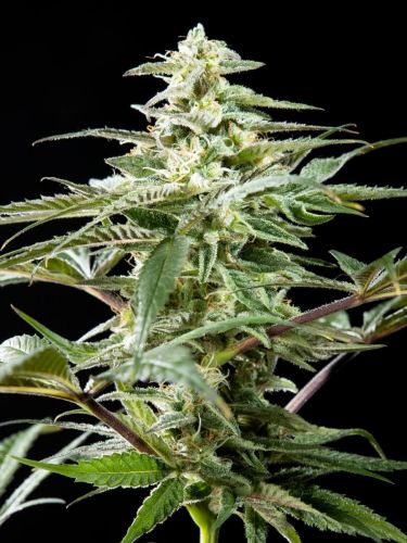 CBD Rich Candy Feminised Seeds - Philosopher Seeds - 5 Samen CBD Rich Candy Feminised Seeds - Philosopher Seeds - 5 Samen