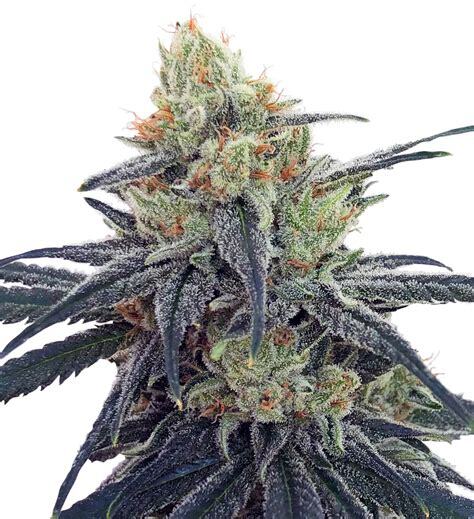 CBD 1 - ACE Seeds CBD 1 - ACE Seeds