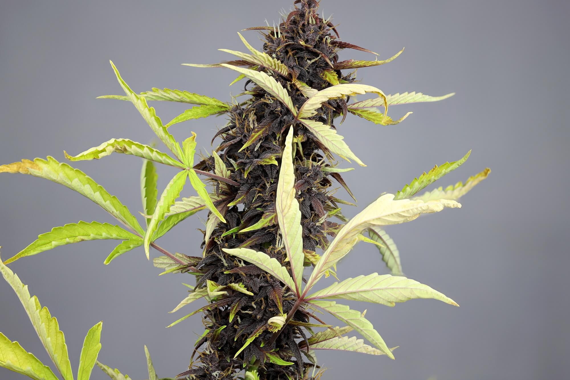 CBD Auto 30: 1 - Medical Marijuana Genetics - 3 Samen