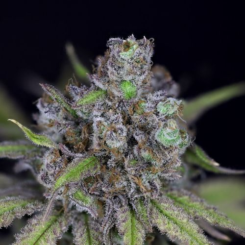 CBG Relief Auto Feminisierte Samen - Seedsman - 10 Samen