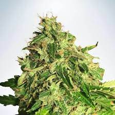 Cannabis Light CBD Auto - Ministry of Cannabis - 10 Samen Cannabis Light CBD Auto - Ministry of Cannabis - 10 Samen