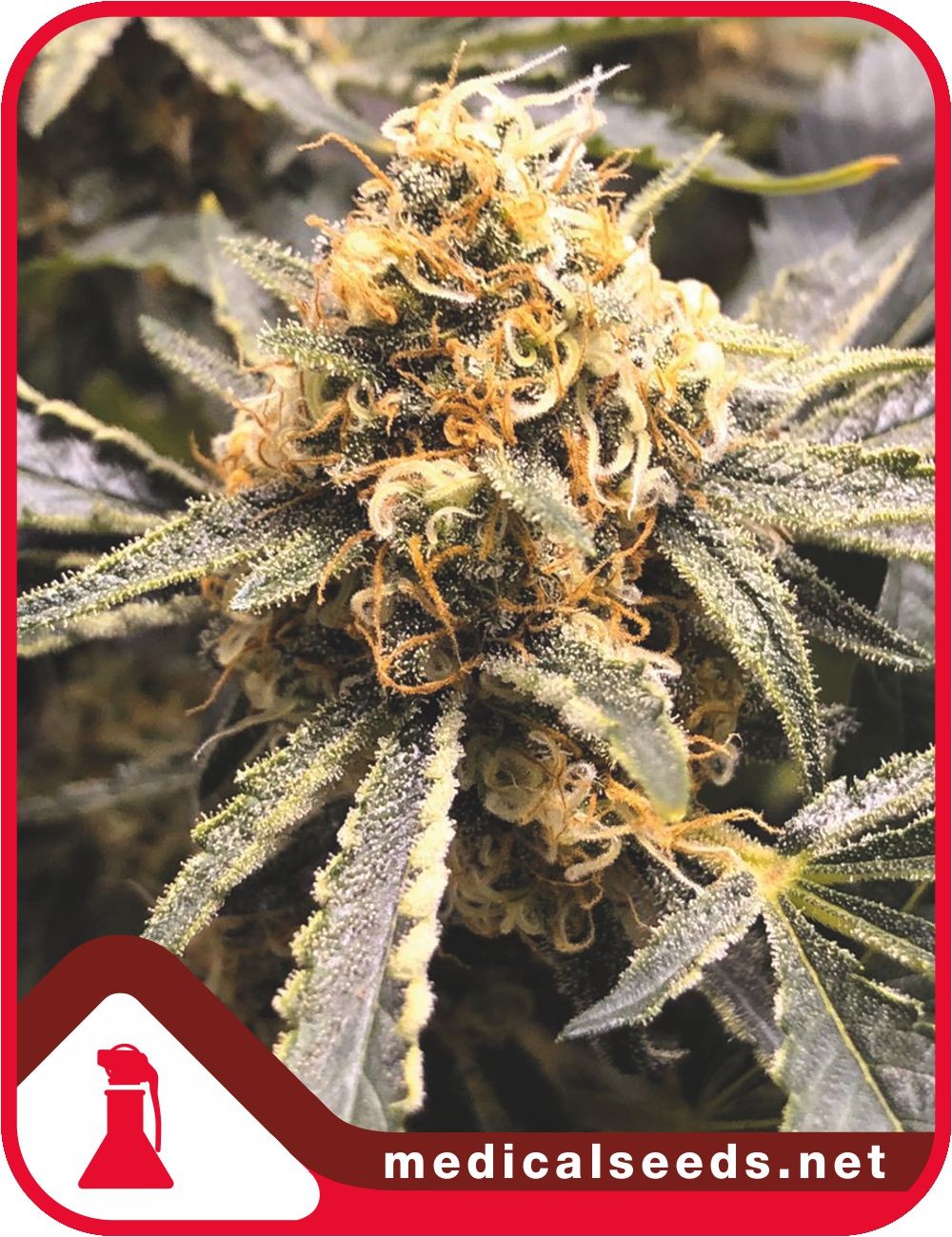 Recovery CBD Feminisierte Samen - Medical Seeds - 3 Samen