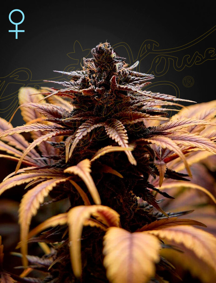Deep Candy - Green House Seeds