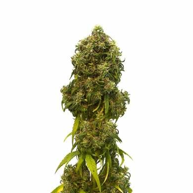 Swiss Dream CBD Autoflower - Kannabia Seeds (10+3 Gratis)