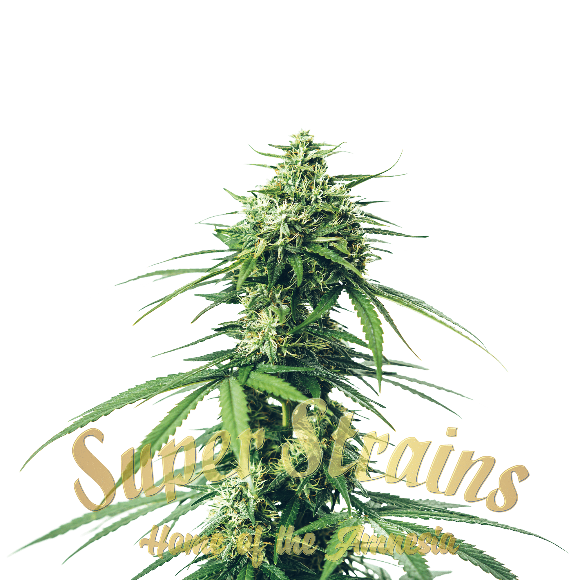 Agartha Feminised Seeds - Super Strains - 10 Samen Agartha Feminised Seeds - Super Strains - 10 Samen