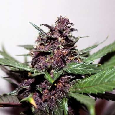 Swiss Dream Rose CBD Autoflowering - Kannabia Seeds - 5 Samen